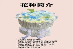 碎冰藍玫瑰的花語和寓意